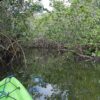 Un canale fra le mangrovie visto da un kayak, nel parco Pennekamp