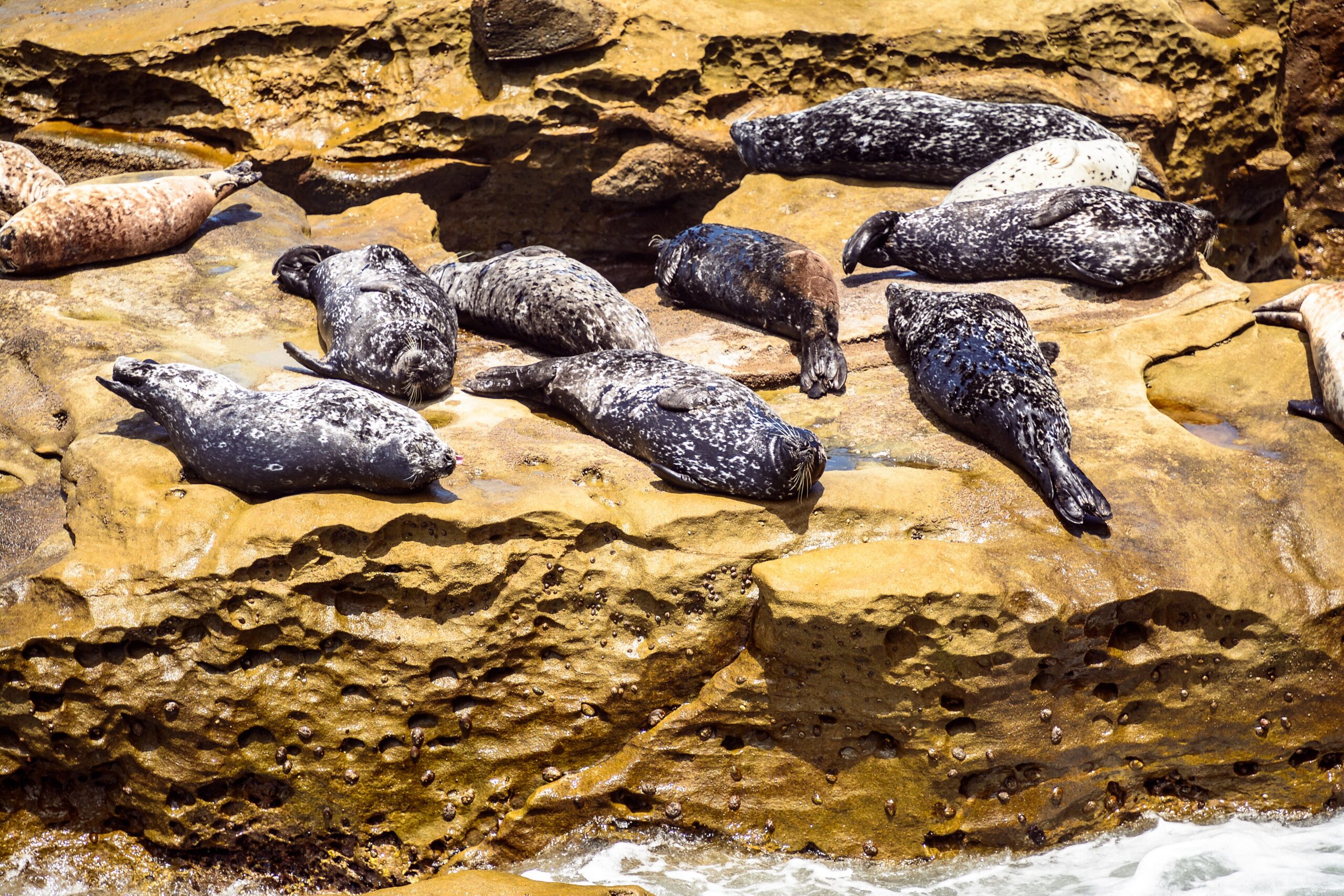 Le foche che prendono il sole sugli scogli di La Jolla
