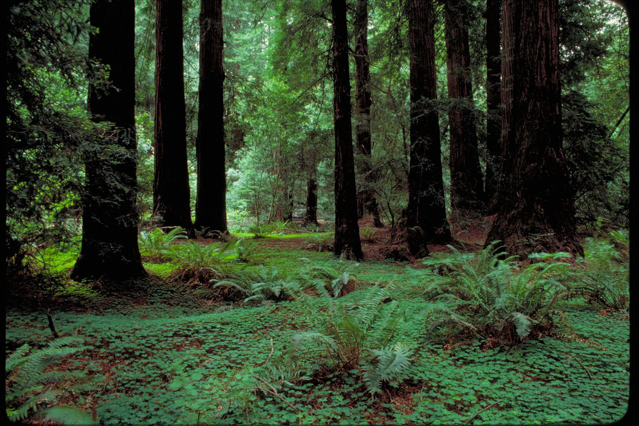 Il bosco di sequoie costiere di Muir Woods