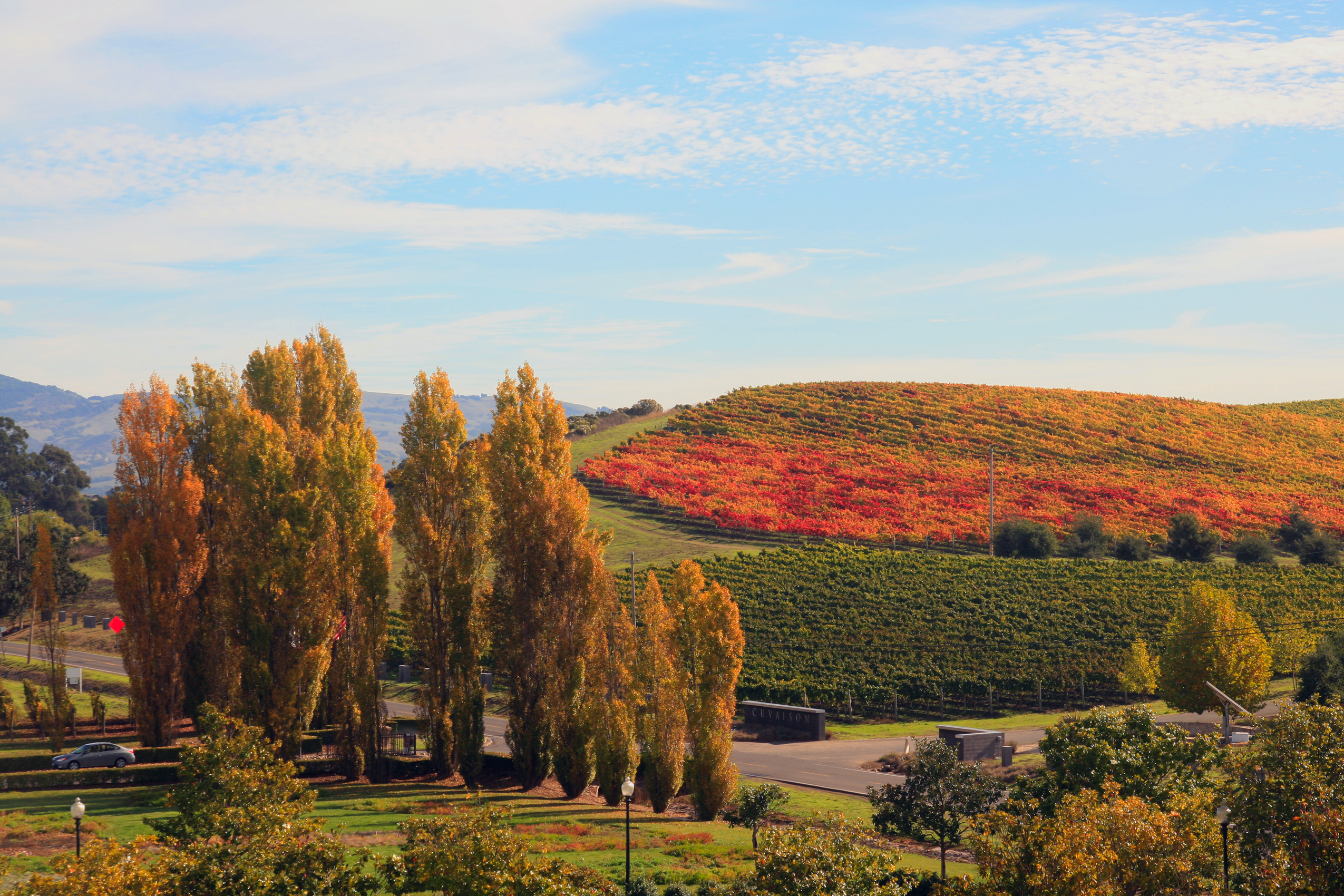 I vigneti della Napa Valley con le foglie rosse