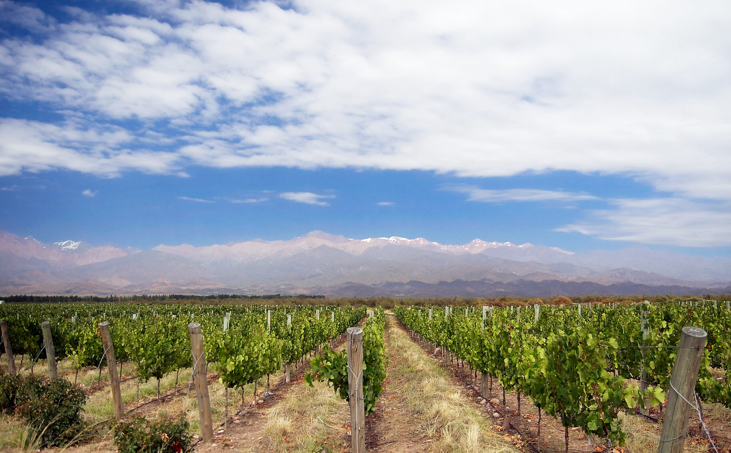 Un vigneto di Mendoza, con la cordigliera delle Ande all’orizzonte