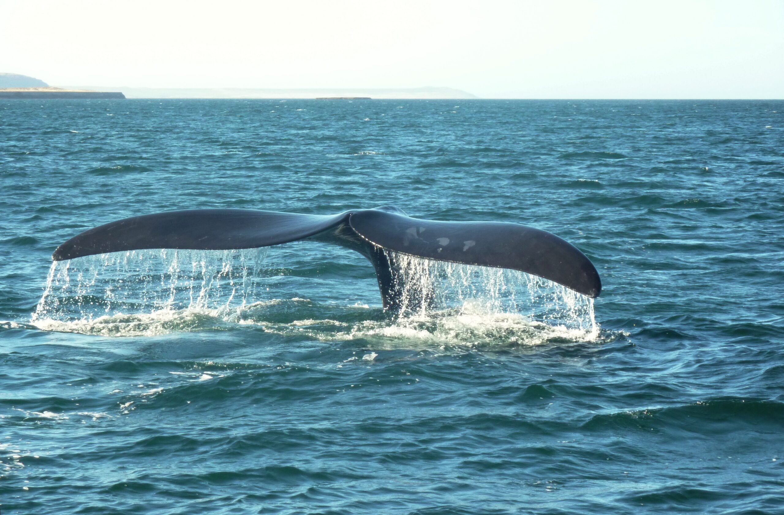 La coda di una balena franca australe, al largo di Península Valdés