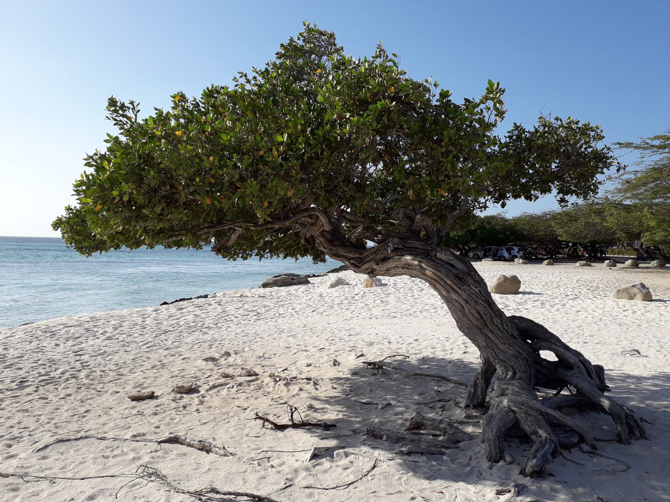 Il tipico albero divi-divi piegato dal vento, a Eagle Beach