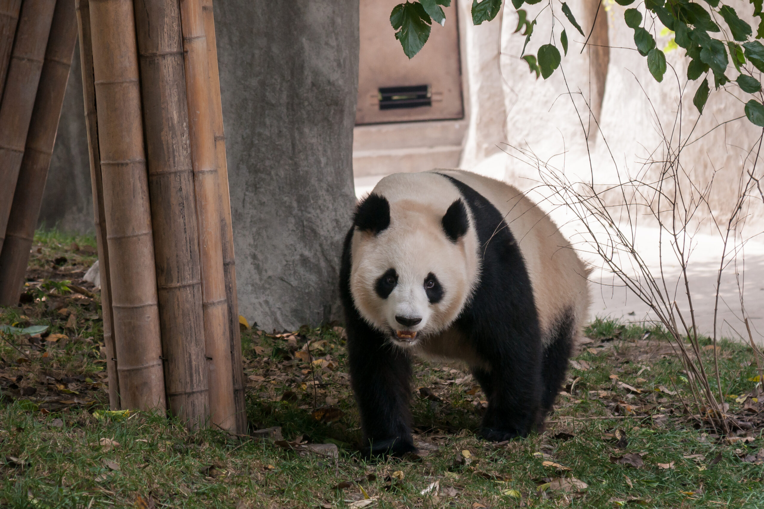 Un panda al centro di ricerca di Chengdu