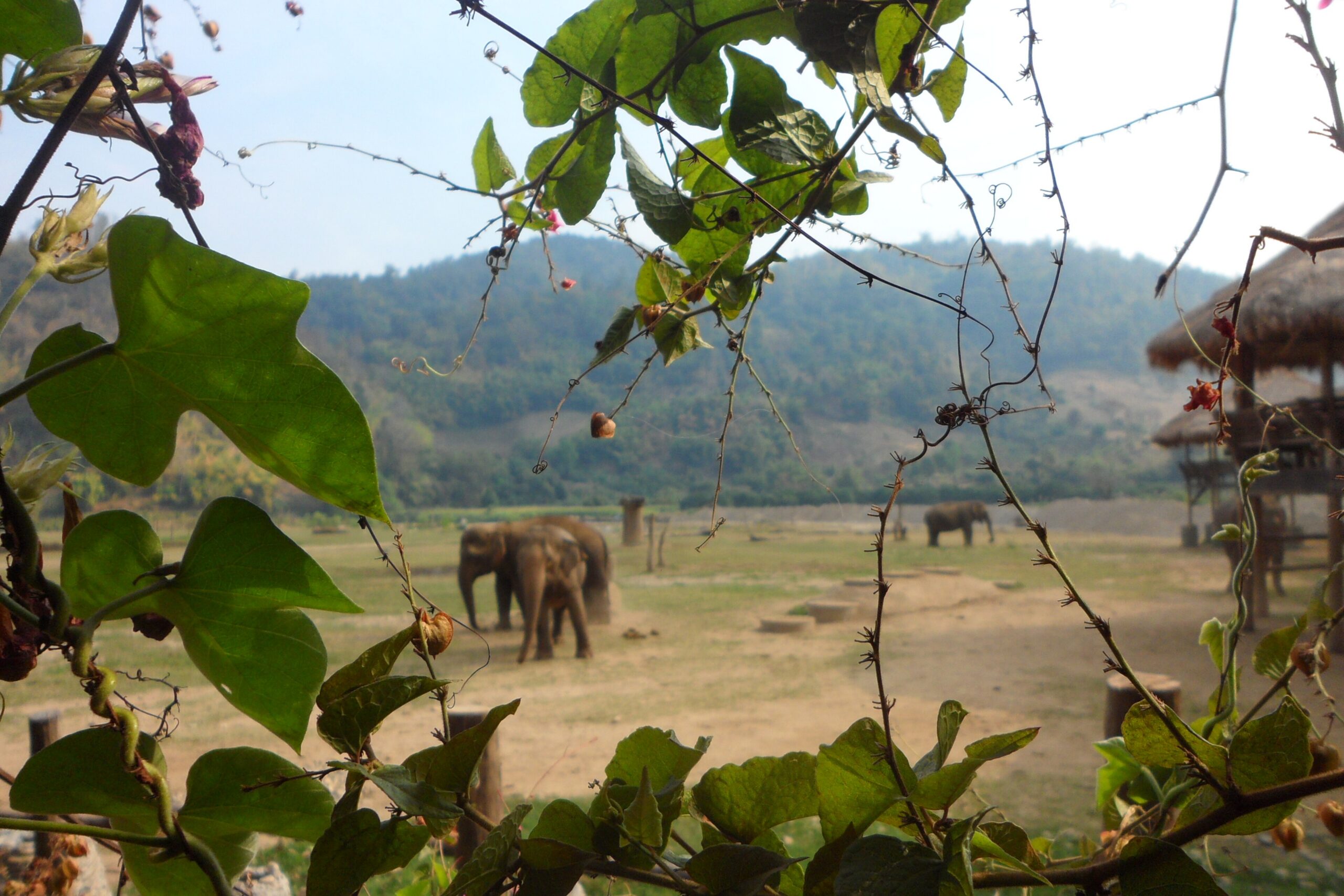 Un branco all’Elephant Nature Park, dove non si cavalcano